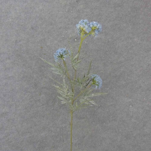 [SA1016-BLU] 34" THISTLE SPRAY X3 BLUE