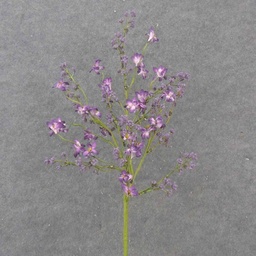 [SA1031-PUR] 28&quot; BERRY &amp; BLOSSOM SPRAY PURPLE
