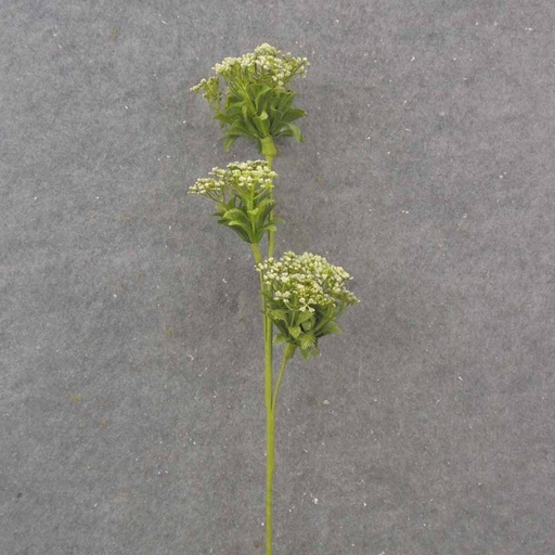 [SA1051-CRM] 23.5" QUEEN ANNE'S LACE SPRAY X3 CREAM