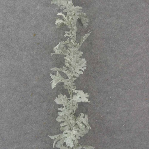 [SB1026] 6' DUSTY MILLER GARLAND