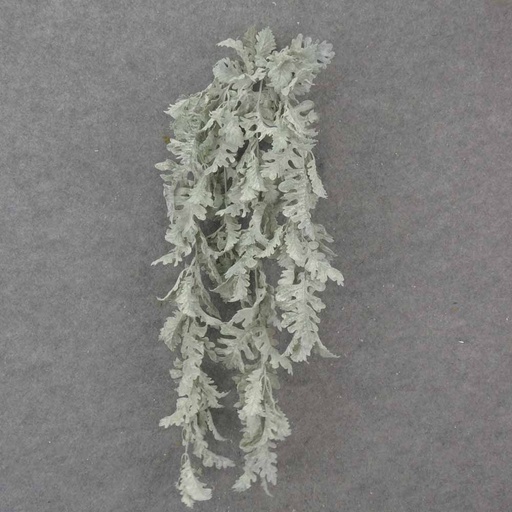 [SB1027] 32" DUSTY MILLER HANGING BUSH