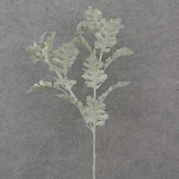 [SB1028] 29" DUSTY MILLER SPRAY
