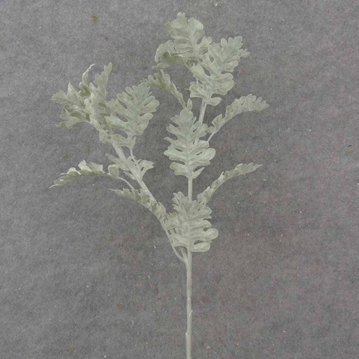 [SB1028] 29" DUSTY MILLER SPRAY