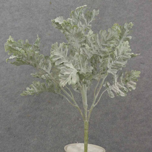 [SB1029] 16" DUSTY MILLER BUSH X5