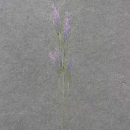 [SB1031] 23&quot; HEATHER STEM PURPLE/LAVENDER