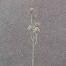 [SB1032-RED] 19.5&quot; CACTUS BLOOM BUD SPRAY X5 RED