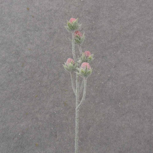 [SB1032-RED] 19.5" CACTUS BLOOM BUD SPRAY X5 RED