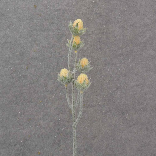 [SB1032-YEL] 19.5" CACTUS BLOOM BUD SPRAY X5 YELLOW