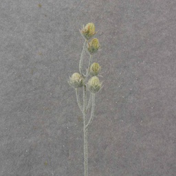 [SB1032-GRN] 19.5&quot; CACTUS BLOOM BUD SPRAY X5 GREEN