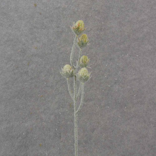 [SB1032-GRN] 19.5" CACTUS BLOOM BUD SPRAY X5 GREEN