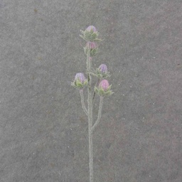 [SB1032-PLV] 19.5&quot; CACTUS BLOOM BUD SPRAY X5 PINK/LAVENDER