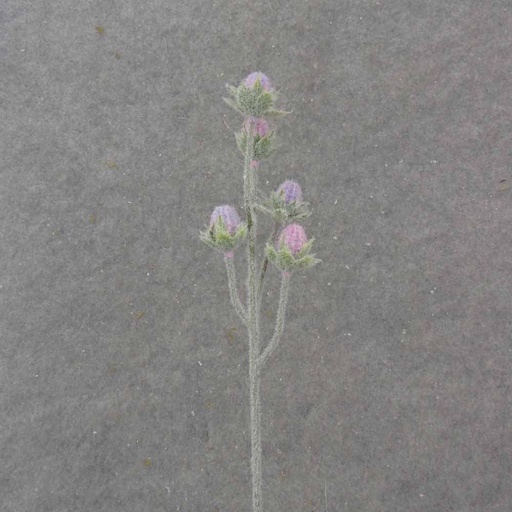 [SB1032-PLV] 19.5" CACTUS BLOOM BUD SPRAY X5 PINK/LAVENDER