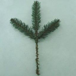 [XD4000-I] PINE SPRAY NORWAY 12&quot; 3 TIPS