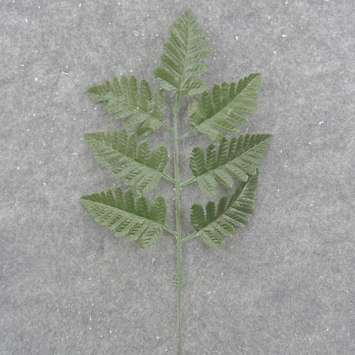 [SB1058] 13" SILK LEATHERLEAF PICK X7 (GLOSS FINISH)