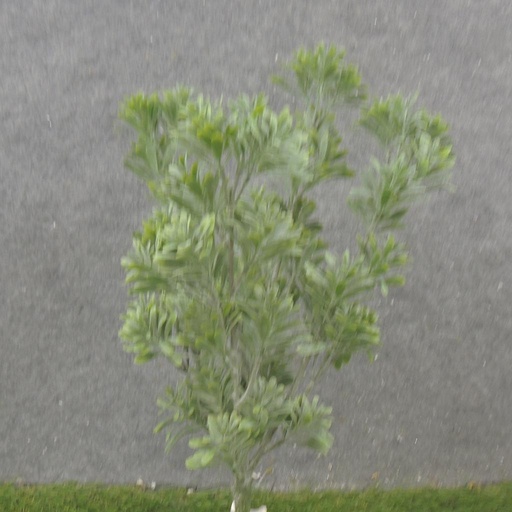 [SB2301] 15" MATAI BUSH X5 DUSTY GREEN