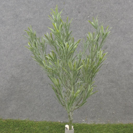 [SB2306] 16" PODOCARPUS BUSH X5 GREEN