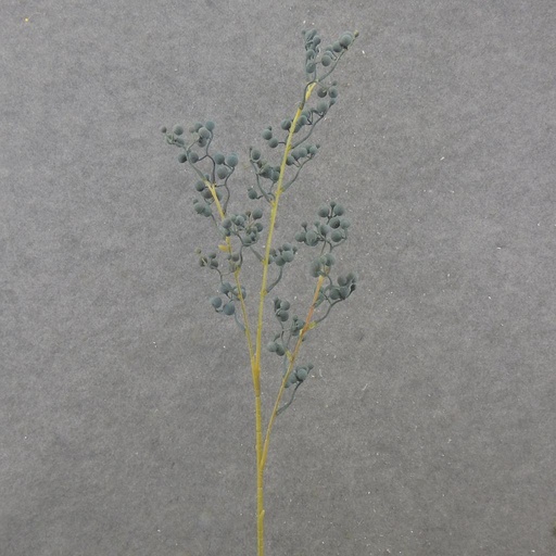 [SE2532-BLU] 28.5" BERRY SPRAY X3 BLUE