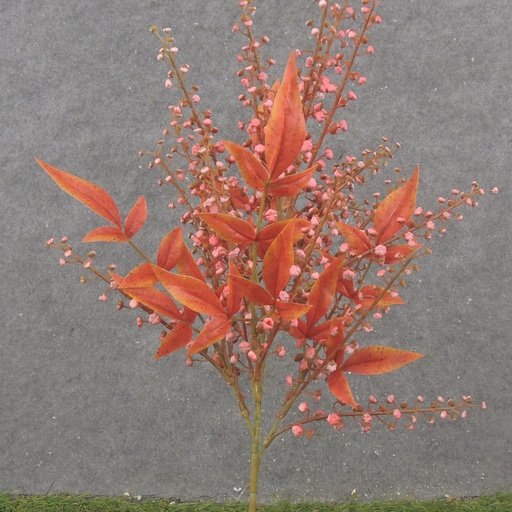 [SE2536-BEA] 16" SEEDED STEM X3 BEAUTY