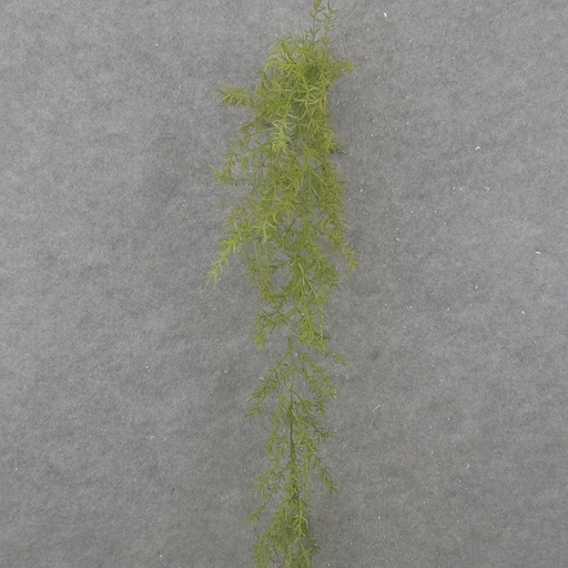 [SB2359] 39" HANGING SPRINGERI VINE X3