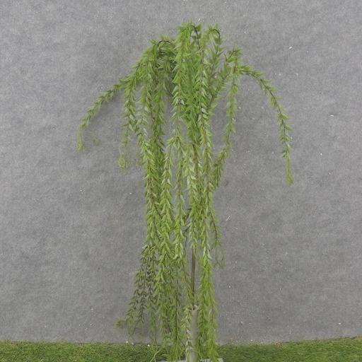 [SB2363] 59" HANGING TEA LEAF SPRAY X12