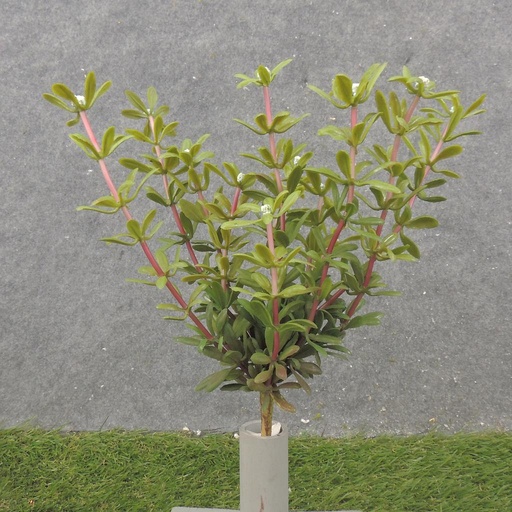[SB2365-WHT] 11" MYRTLE BUSH X12 WHITE (REAL TOUCH)