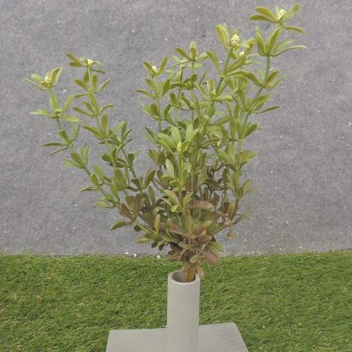 [SB2365-GRN] 11" MYRTLE BUSH X12 GREEN (REAL TOUCH)