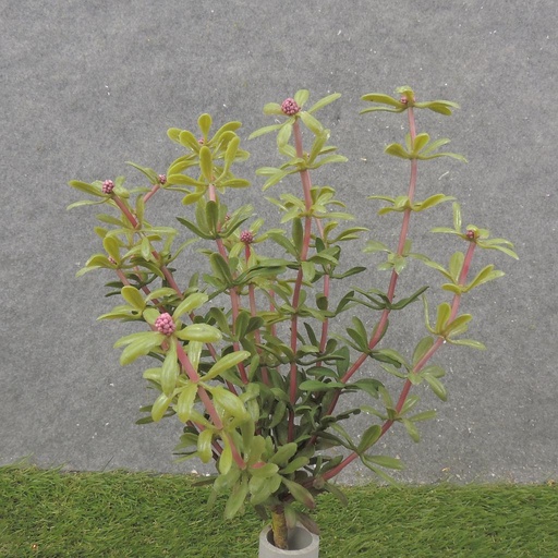 [SB2365-BUR] 11" MYRTLE BUSH X12 BURGUNDY (REAL TOUCH)