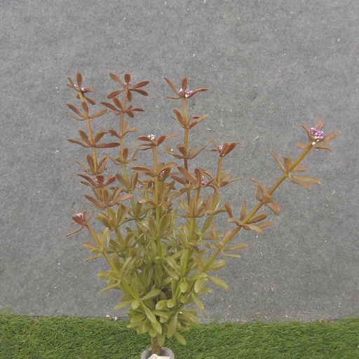 [SB2365-PUR] 11" MYRTLE BUSH X12 PURPLE (REAL TOUCH)